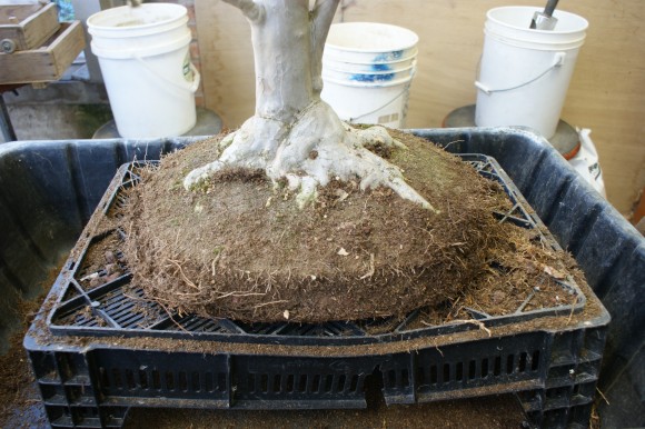 PHOTO: The bonsai, carefully removed from its pot.