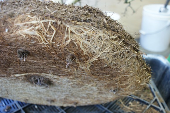 PHOTO: Root plugs—where the roots started to grow down through the drainage holes in the pot—prevent proper drainage.