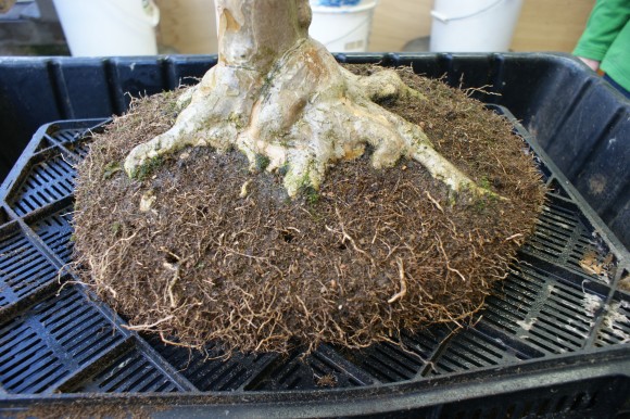 PHOTO: The bonsai rootball after pruning.