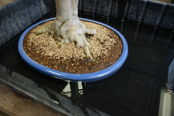 PHOTO: Soaking the repotted bonsai in water and K-L-N.