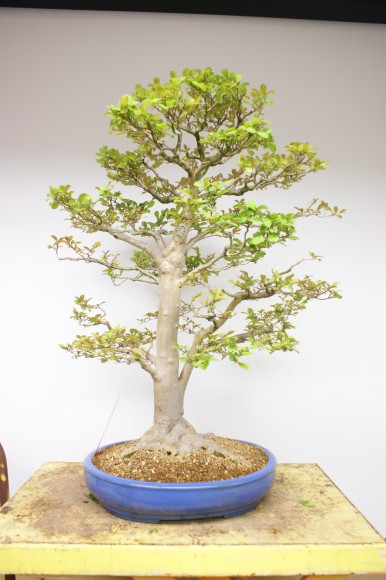 PHOTO: A leafed-out bonsai, ready to display for the season.