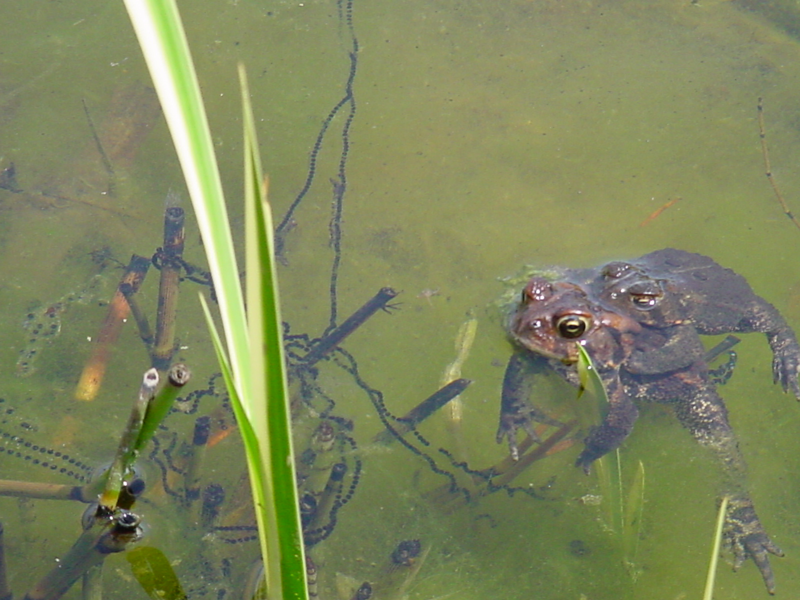 PHOTO: the toad pair are together in the water with a string of black eggs she has laid around the algae.