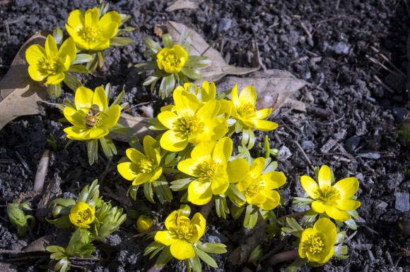 PHOTO: Winter aconite in bloom.