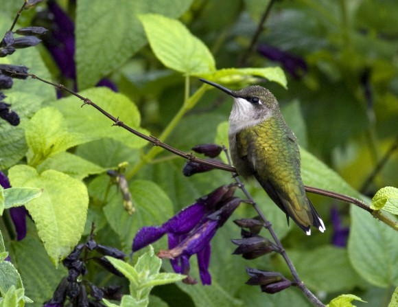 PHOTO: Hummingbird on salvia.
