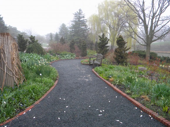 PHOTO: A view of the south path, now filled with narcissus.