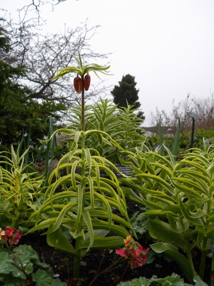 PHOTO: A closeup of Fritillaria imperialis 'Aureomarginata'.