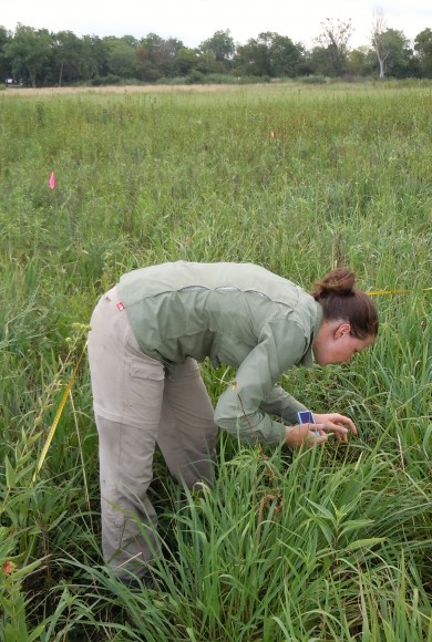 PHOTO: Ksiazek examines plants in a prairie, taking data.