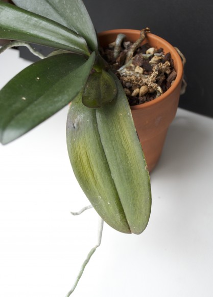 PHOTO: An otherwise healthy orchid shows a yellowing leaf with pale scale spots.