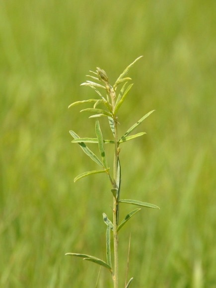 PHOTO: A tiny, spindly stalk of prairie bush clover in spring.