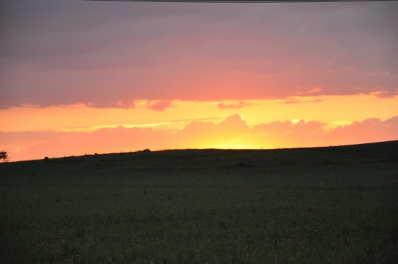 Bison will soon graze the vast prairie. Photo by Pati Vitt.