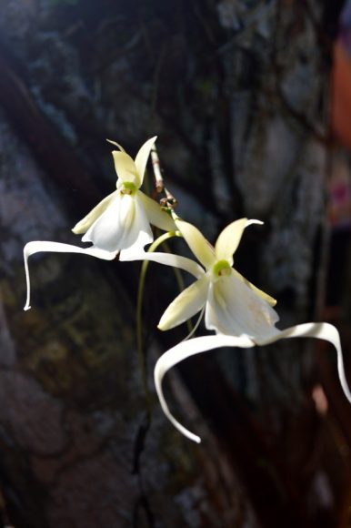 A ghost orchid grows in the wild. Photo © Rebecca Weil.