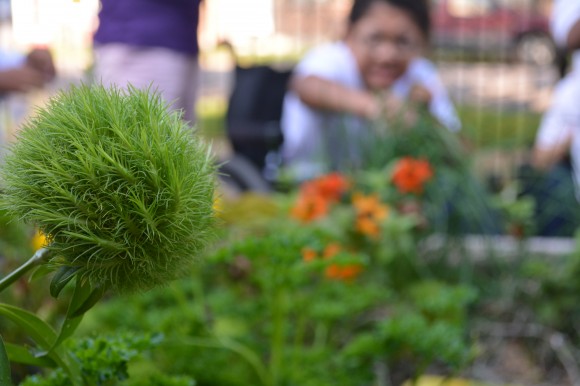 PHOTO: Students at Christopher School work to transition their school garden from summer to fall.