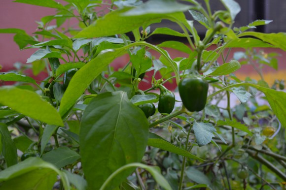 PHOTO: Pepper plants.