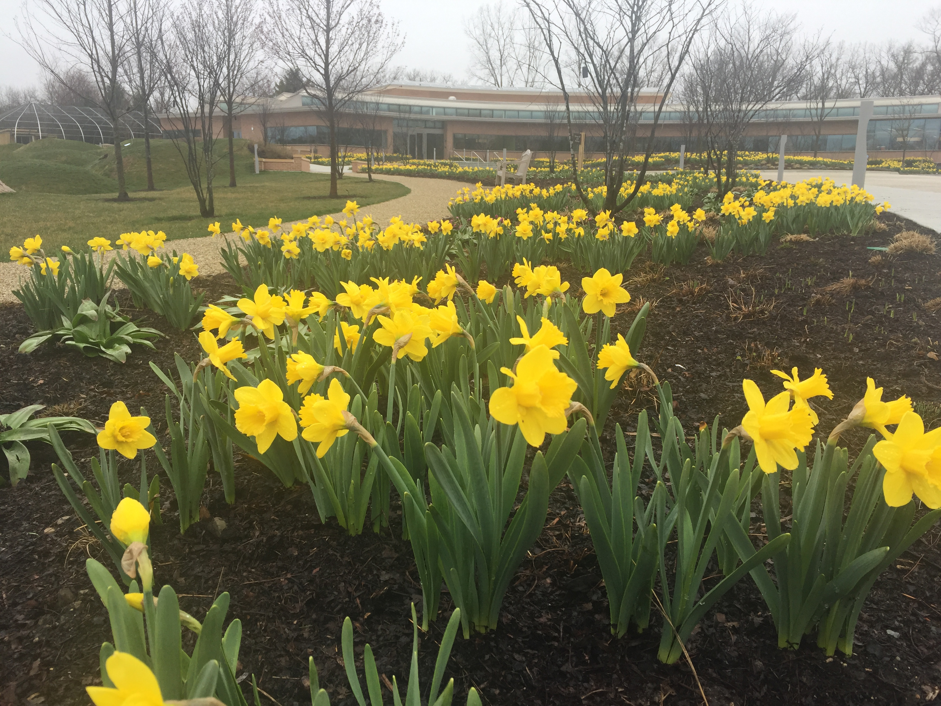 Daffodils in bloom at the Regenstein Learning Campus