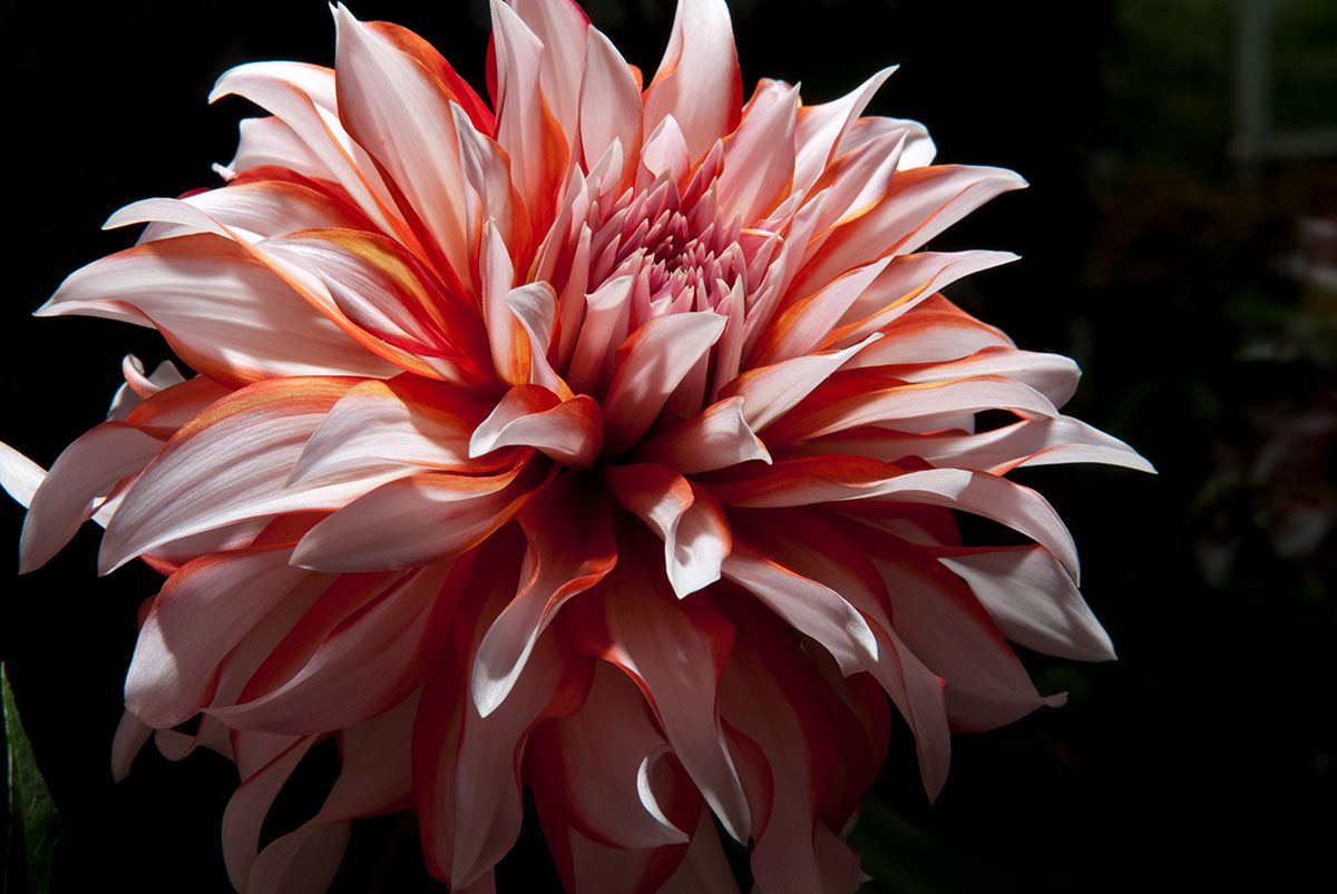 What is it about dahlias?