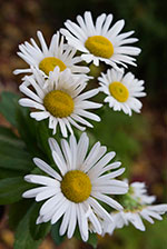Daisy (Leucanthemum x superbum ('Darling Daisy')