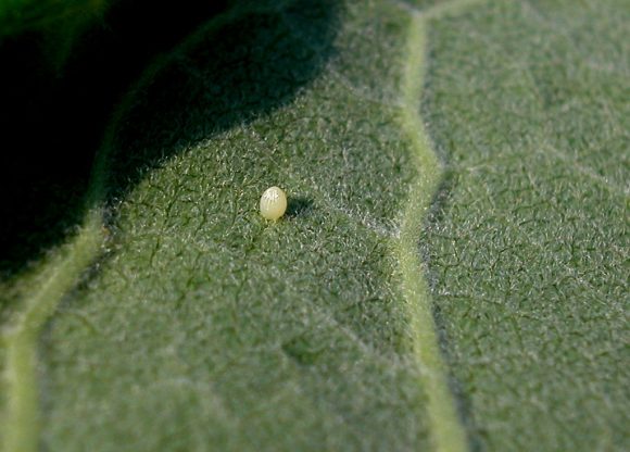 Danaus plexippus (Monarch) egg on the underside of a leaf.