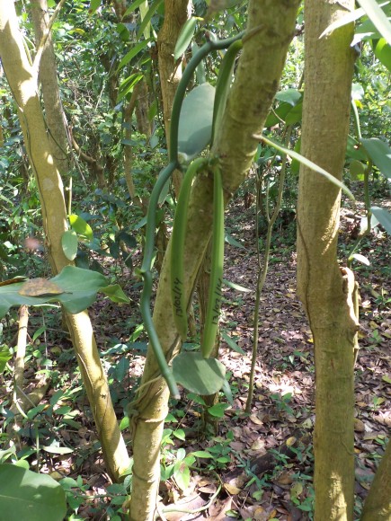 PHOTO: Orchid pods on the farm have dates scribbled on them in permanent marker, to help estimate a harvest date.