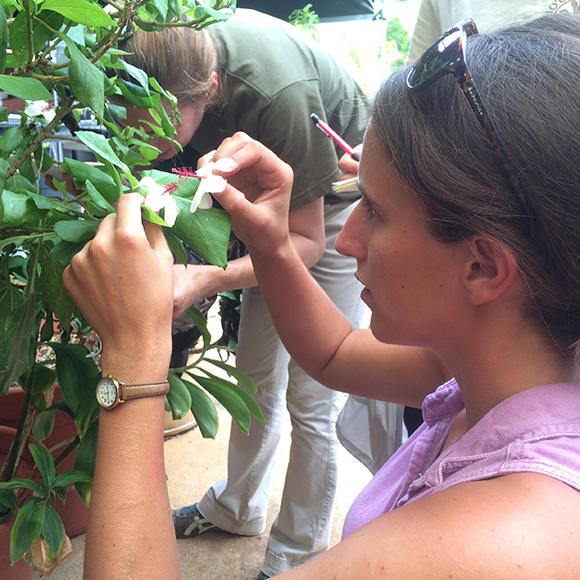 Research assistant Susan Deans uses neutral genetic markers to examine how well gardens and conservation collections capture the remaining wild genetic diversity of threatened Hawaiian plant species.