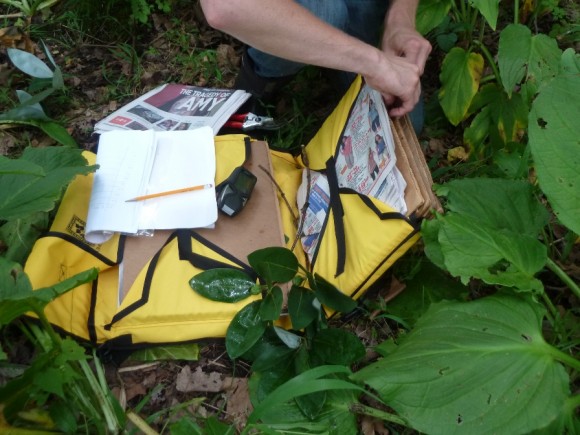 PHOTO: In Delhaas Woods, cuttings are labeled and pressed between pieces of cardboard for transportation to a herbarium for further processing and storage.