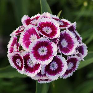 Dianthus barbatus ‘Sweet Purple’ by Panam Seed