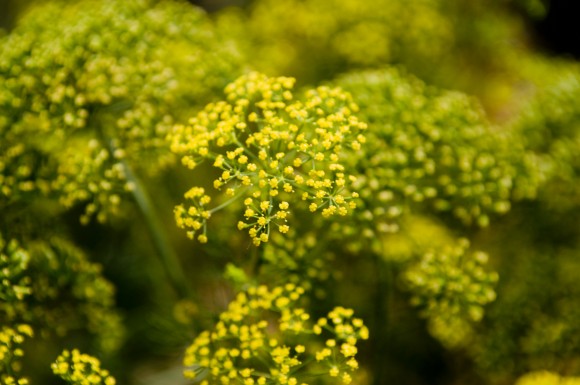 PHOTO: Dill plant in bloom with an abundance of yellow flowers.