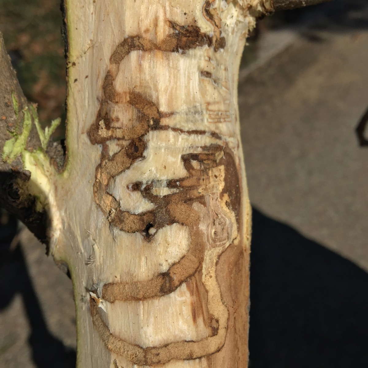 PHOTO: The gallery left under the fringetree’s bark by emerald ash borer activity.