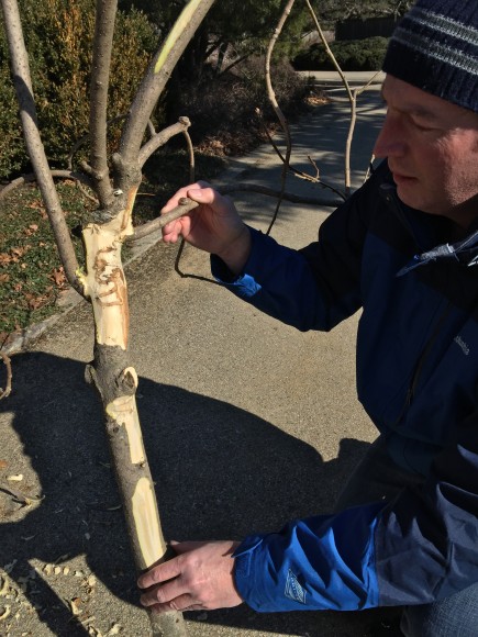 PHOTO: Dr. Cipollini holds the limb on which we found emerald ash borer activity.