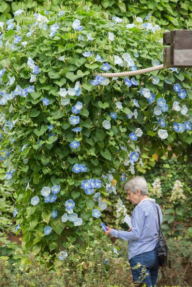 PHOTO: Blooming through late fall, the morning glory vines captivate visitors to the English Walled Garden.