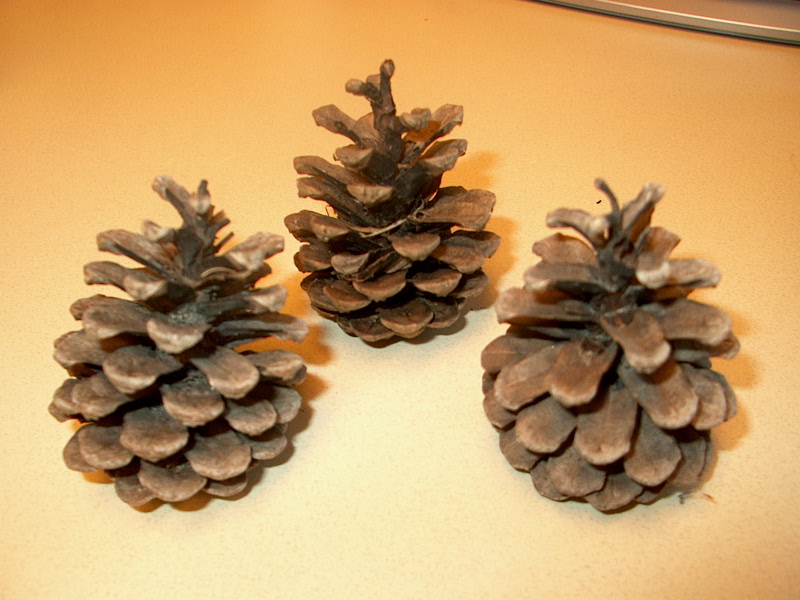 PHOTO: Pictured here are three pine cones of similar size, shape, and color.