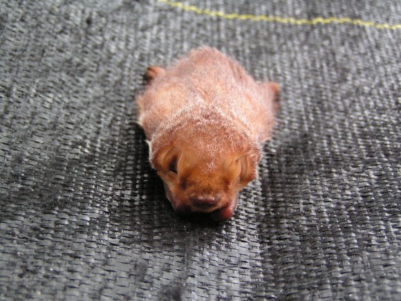 PHOTO: Eastern Red Bat