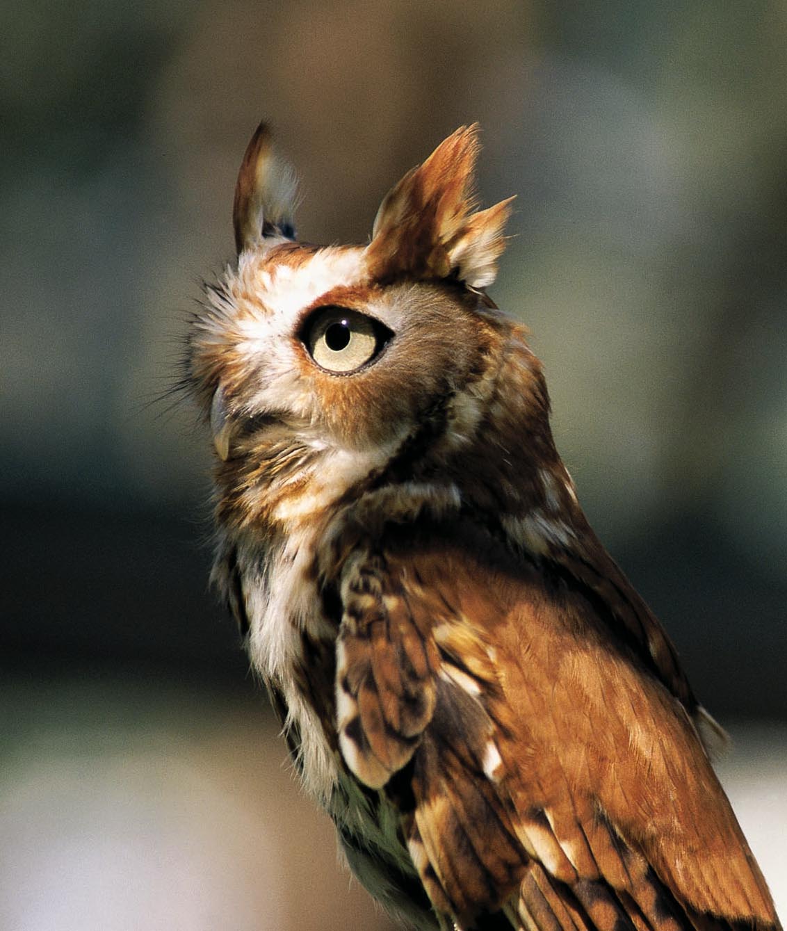 Eastern screech-owl: Tiny hunter of the night