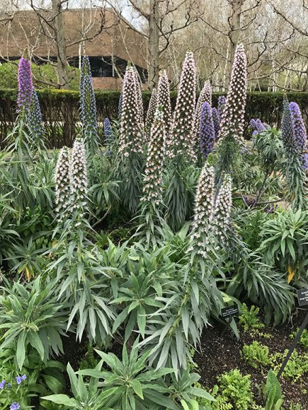 An assortment of colors of Echium fastuosum, or Pride of Madeira, is a focal point of the Heritage Garden this spring.