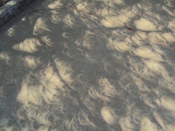 Shadows of leaves on the ground during a partial solar eclipse look like a host of small, overlapping crescent moons.