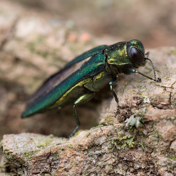 PHOTO: Closeup of an adult emerald ash borer.