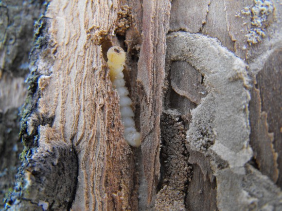 PHOTO: Emerald ash borer larva closeup.