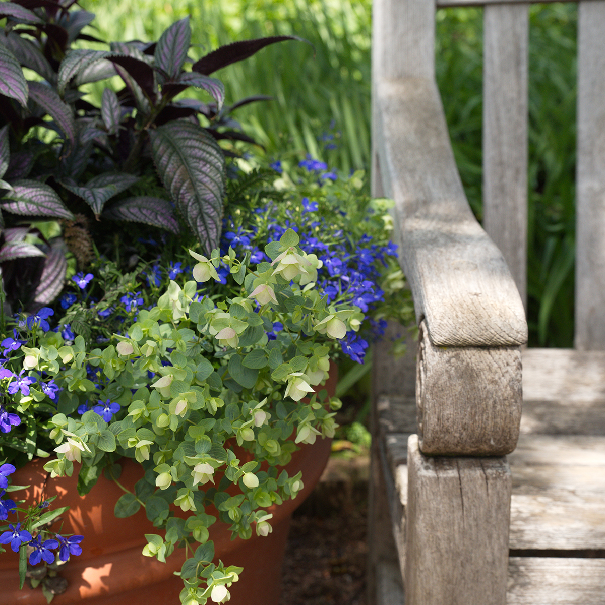 Planting Spring Containers With a Designer’s Eye