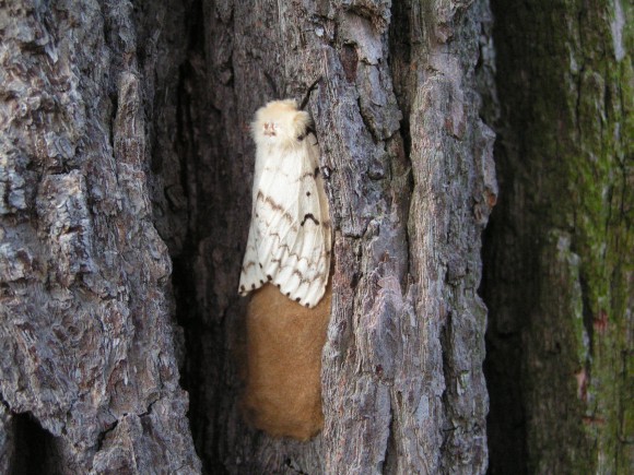 PHOTO: Female gypsy moth (Lymantria dispar).