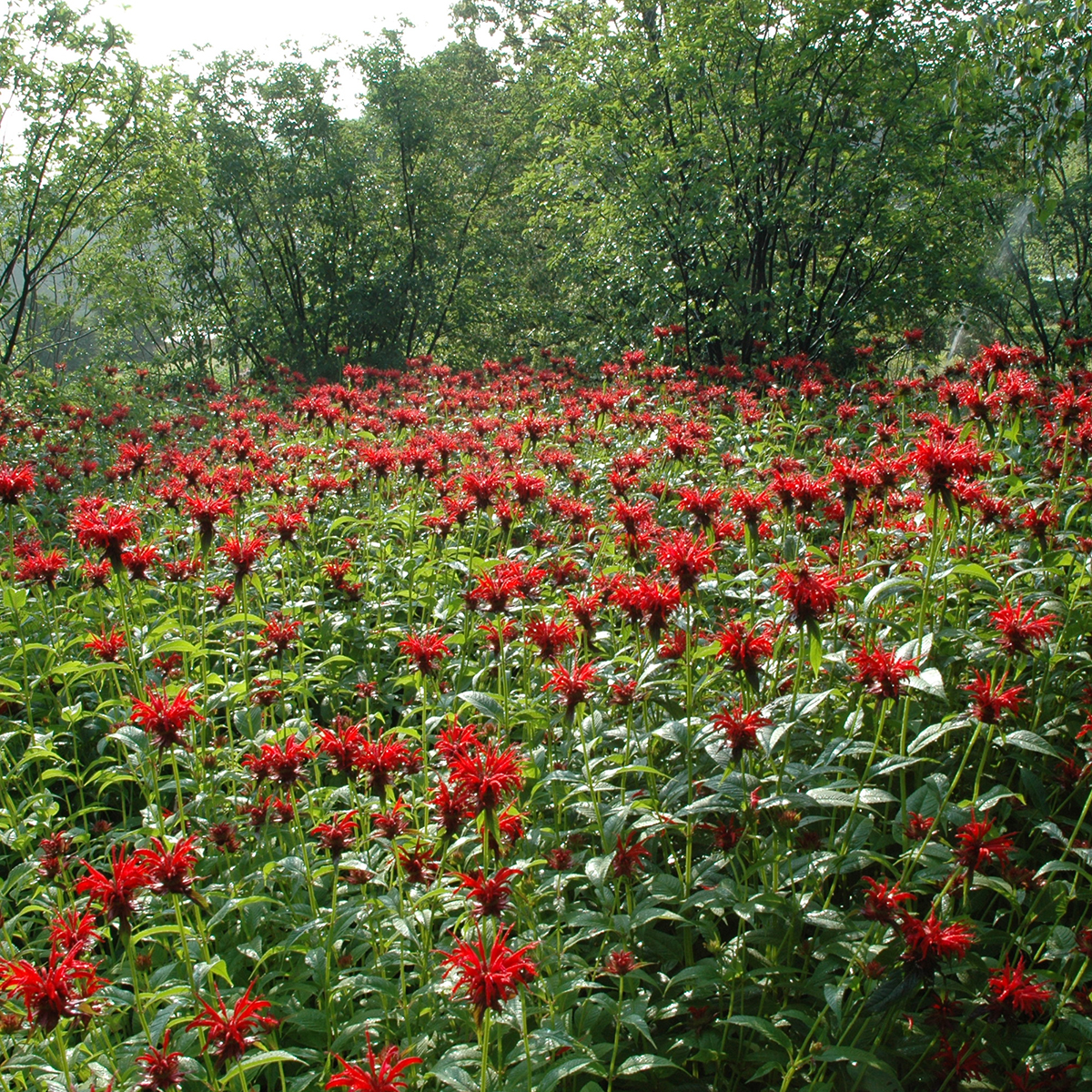 PHOTO: Field of Monarda (beebalm).