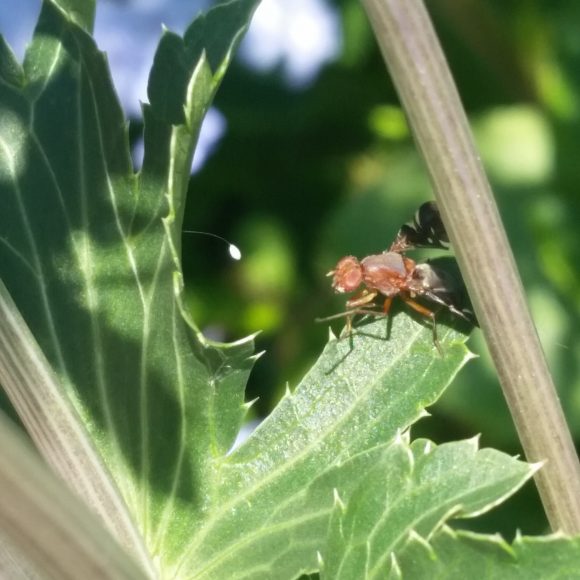 PHOTO: a fly of some kind is perched on a leaf, partially hidden by the stem of the plant.