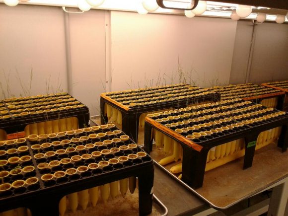 PHOTO: Seedlings in the growth chamber.