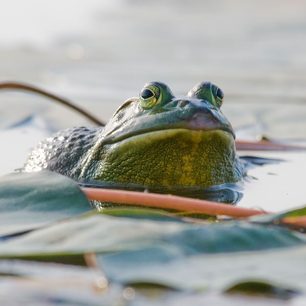 PHOTO: A frog surveys his position from atop a lily pad in the North Lake.