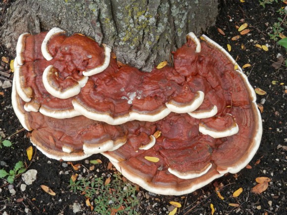 PHOTO: Ganoderma lucidum fungus.