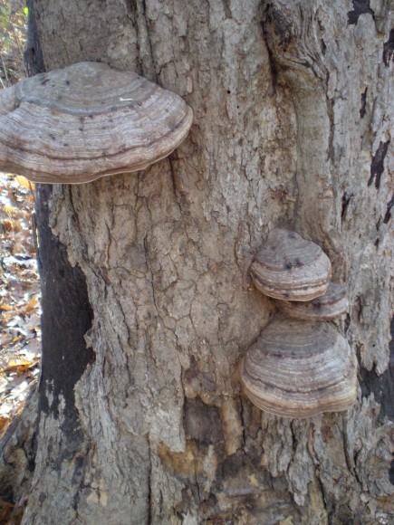 PHOTO: Ganoderma species fungus.