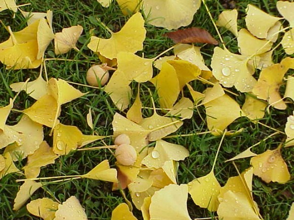 PHOTO: Gingko fruit and leaves on the grass underneath a tree.