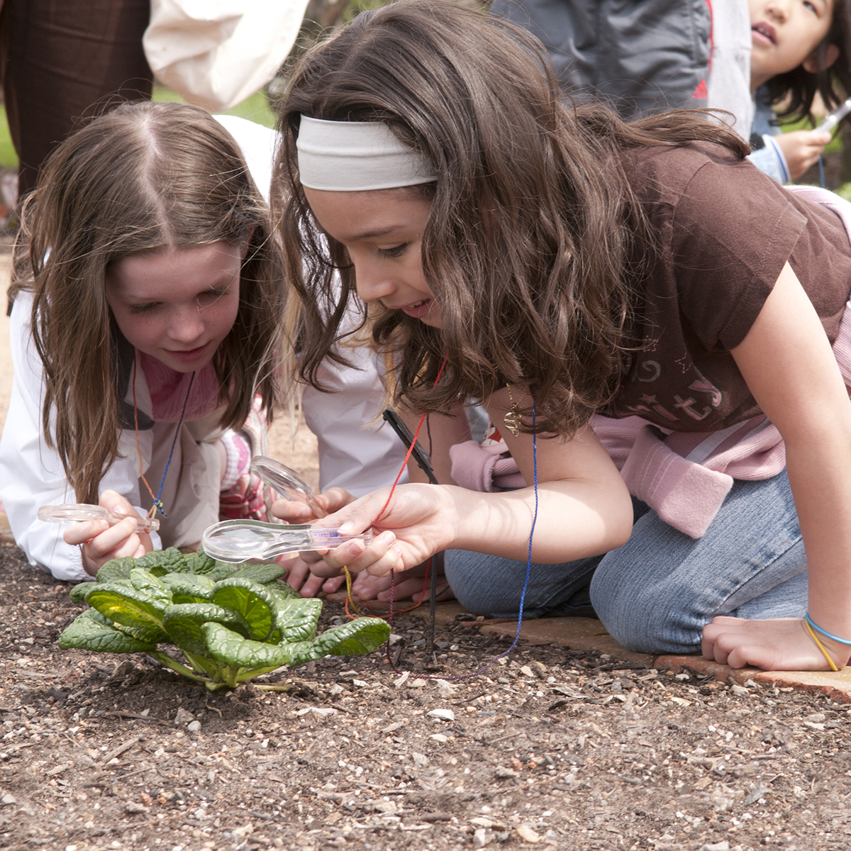 PHOTO: Girls study botany on a field trip at the Garden.