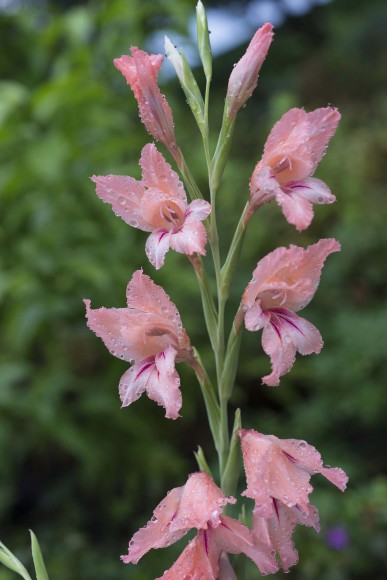 PHOTO: Gladiolus oppositiflorus ssp. salmoneus.