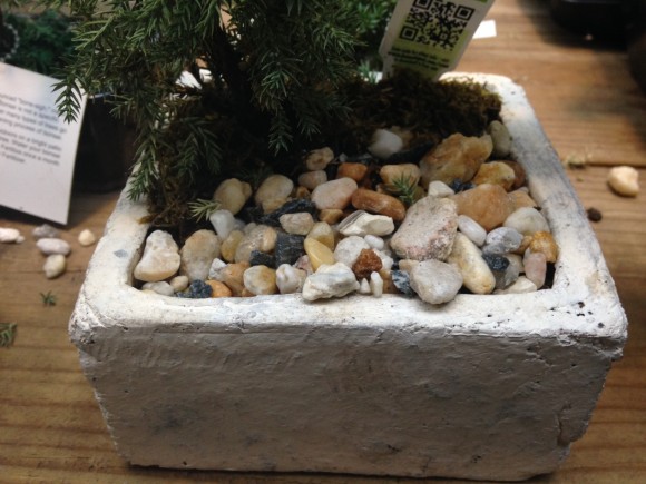 PHOTO: Glued-down rocks on a gift juniper bonsai.