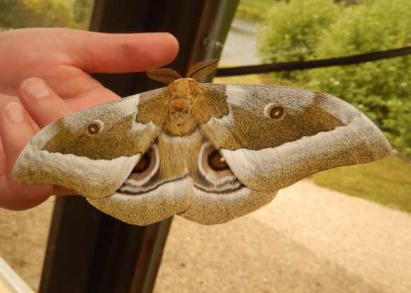 PHOTO: Dorsal view of the enormous African emperor moth (Gonimbrasia zambesina).