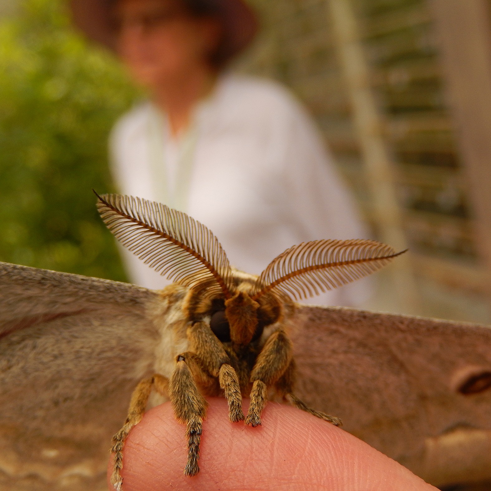 PHOTO: Gonimbrasia Zambesina moth closeup.